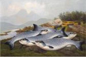 Sea Trout Sea Trout