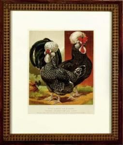 The Illustrated Book Of Poultry: Six Plates by William Rutledge
