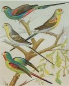 The Illustrated Book Of Canaries And Cage-birds