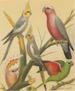 The Illustrated Book Of Canaries And Cage-birds The Illustrated Book Of Canaries And Cage-birds
