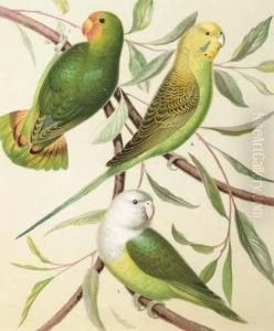 The Illustrated Book Of Canaries And Cage-birds, British Andforeign: Eight Plates The Illustrated Book Of Canaries And Cage-birds, British Andforeign: Eight Plates