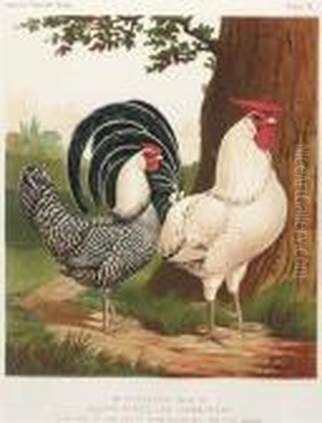 The Illustrated Book Of Poultry: Six Plates - view 1