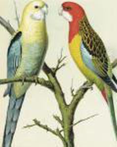 The Illustrated Book Of Canaries
 And Cage-birds, British Andforeign Cassell &amp; Co., Limited: Six 
Plates