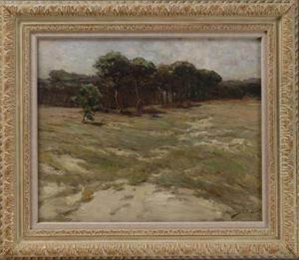 Forest Landscape - view 1
