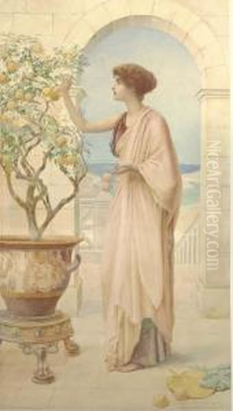 The Orange Tree - view 1