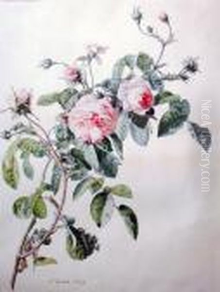 Branche De Rosier - view 1