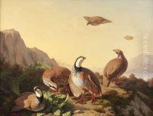 French Partridge At Evening