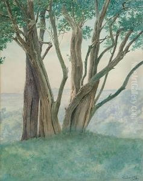 Box Trees - view 1