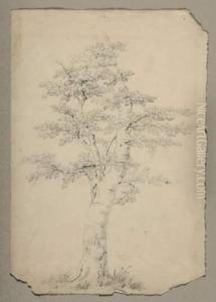 Baumstudie. - view 1
