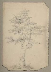 Baumstudie. by Friedrich Salathe