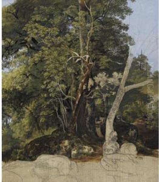 Woodland Study - view 1
