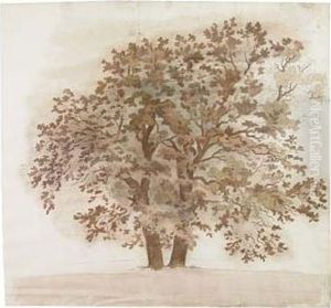 Study Of A Maple Tree by Friedrich Salathe