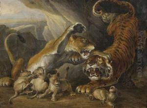 Lionne Protegeant Ses Lionceaux D'un Tigre