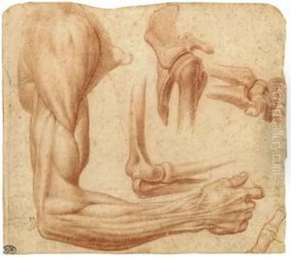 Un Bras Droit Ecorche - view 1