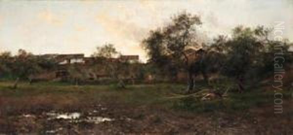 An Olive Grove At Sunset - view 1