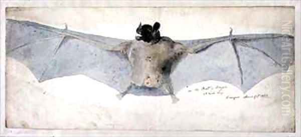 The Bat of Brazils - view 1