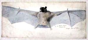 The Bat of Brazils by Augustus Earle