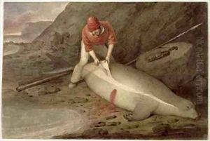 Flinching a yearling a young sea elephant Tristan da Cunha