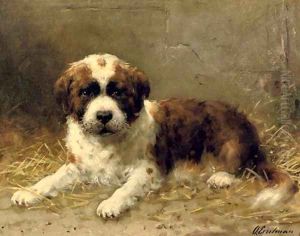 A St. Bernard pup