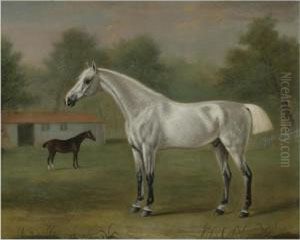 A Grey Horse by J. Francis Sartorius