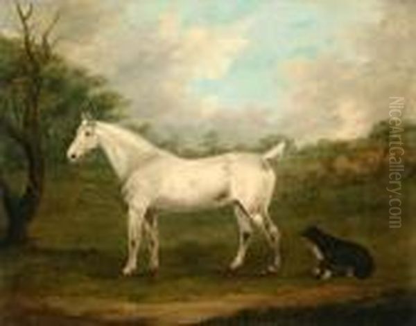 Dappled Grey Hunter With Sheep Dog In A Field - view 1