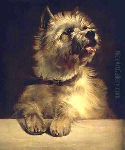 Cairn Terrier - view 1