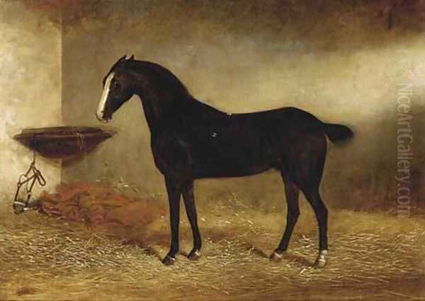 Bob, a black horse in a stable - view 1