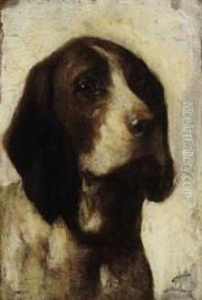 Testa Di Bracco Italiano - view 1