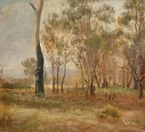 A Corner Of Bush