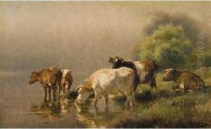 Cattle Resting By Water