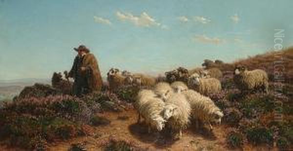 A Shepherd And His Flock Amongst Heather. - view 1