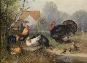 Chickens And A Turkey