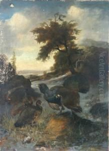 Balzender Auerhahn Mit Zwei Hennen Auf Einer Waldlichtung