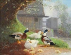 Enten Am Bachufer