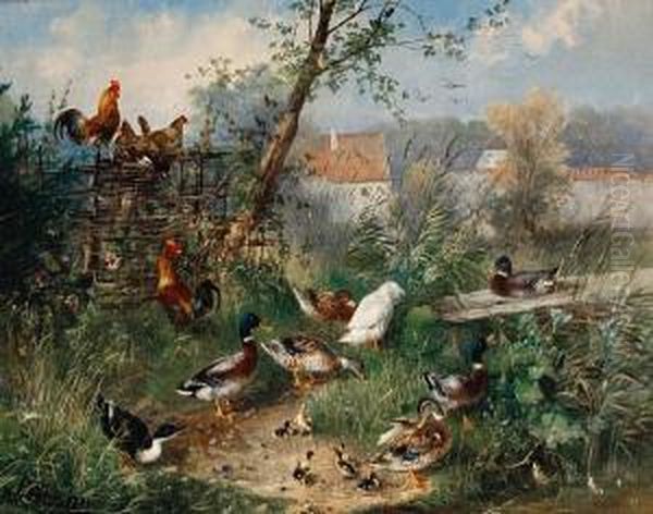 Ducks And Chickens In A Farmyard - view 1