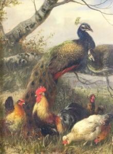 Cockerel And Hens Withpeacocks And A Peahen