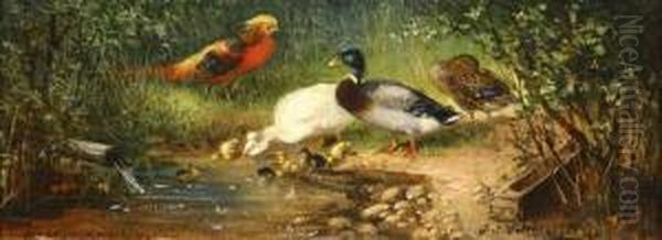 Birds Gathering At The Stream - view 1
