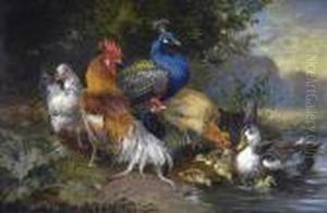 Companions,poultry, Ducks And Peacock By A Woodland Pool