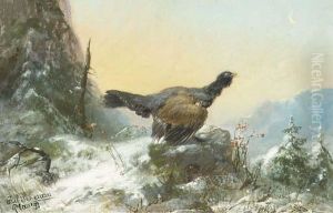 Black Grouse In Winter Landscape