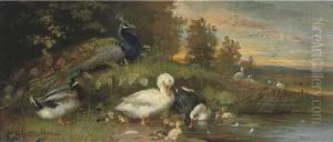 Ducks And A Peacock On The Banks Of A River At Dusk