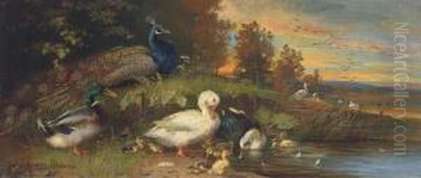 Ducks And A Peackock At A Lakeside - view 1