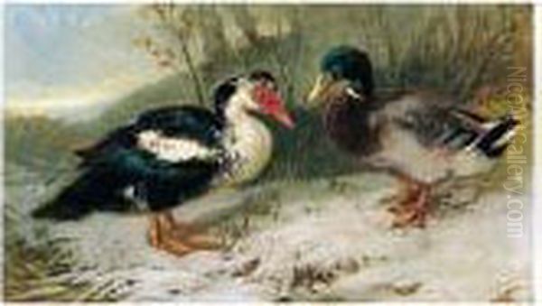 Zwei Enten (two Ducks) - view 1