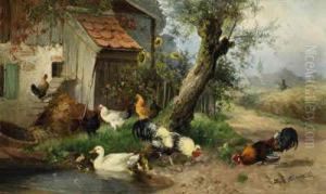 Roosters, Hens And Ducks On The Farm