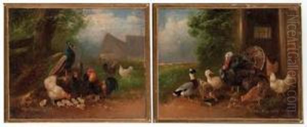 Pfau Und Huhner - view 1