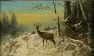 Rehbock In Winterlandschaft