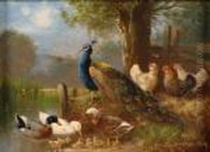 Buntes Federvieh. by Otto Scheuerer