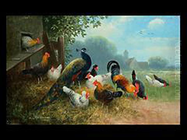 Pfau, Ein Hahn Und Huhner An Einem Stall - view 1