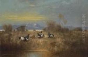 Birkhahne Und -hennen In
 Moorlandschaft.