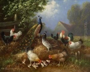 Pfau, Pfauhenne, Hahn, Huhner Und
 Kuken