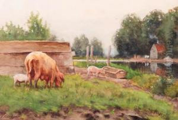 Pigs In A Yard - view 1